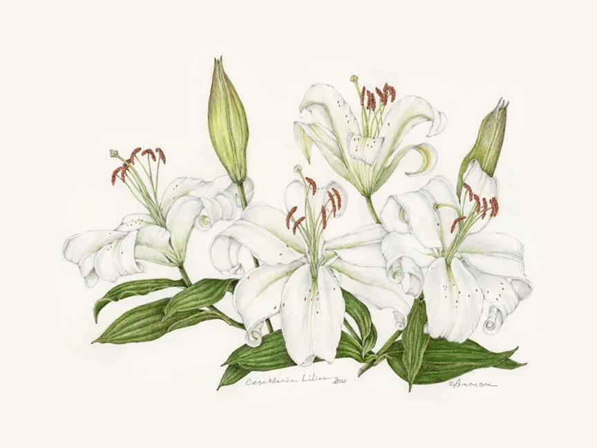Casablanca Lilies archival print — Naturedrawn